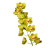 گل ارکیده سیمبیدیوم اسمک فلور